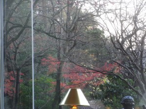 お母さまが気がついた柿の木！