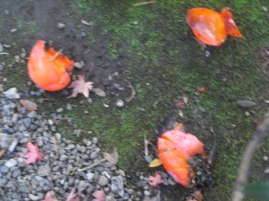 鳥たちが食べ残した柿！