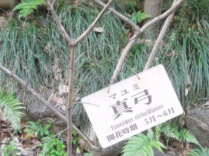 真弓は、どんな花を咲かせるの？