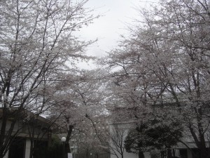 学習院大学の桜！