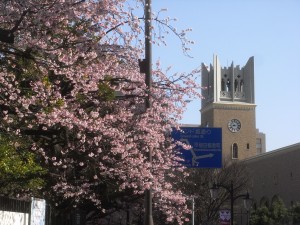 早稲田大学・大隈講堂と桜！