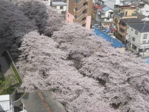 「受験対話」の教室から見える桜