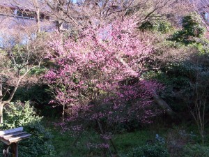椿山荘の梅の花