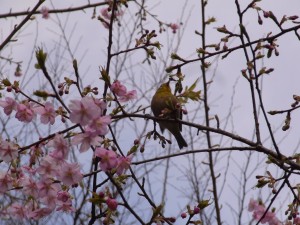 椿山荘の川津桜に、うぐいすが！