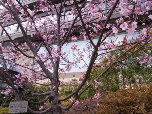 椿山荘の修善寺寒桜 椿山荘の修善寺寒桜