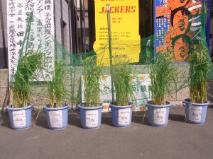 早稲田農楽塾 早稲田農楽塾