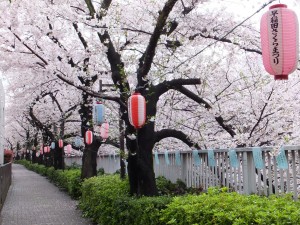 神田川の遊歩道