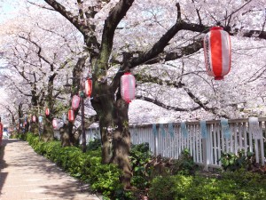 神田川の遊歩道