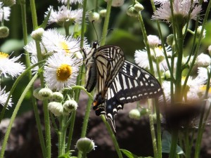 生き物の観察も楽しみのひとつ