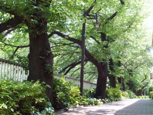 教室の裏の遊歩道で、おしゃべりを楽しみます。