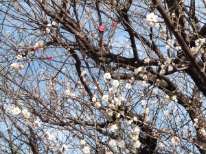 子どもたちと「春」を感じてきました。
