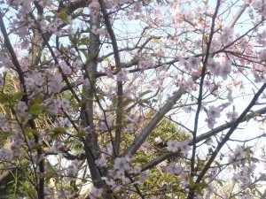 椿山荘の「河津桜」