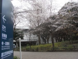 学習院大学の桜！