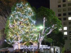 上智大学のクリスマスツリー！