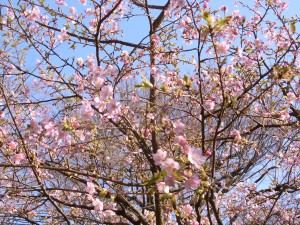 椿山荘の川津桜