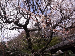 関口芭蕉庵の梅の花