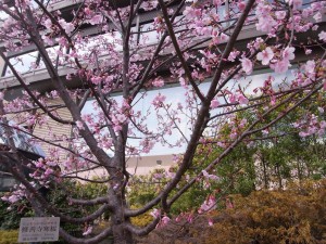 椿山荘の修善寺寒桜