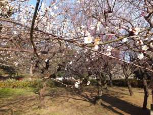 戸山公園で梅見物をしました。