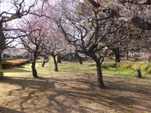 戸山公園で、梅を見ながら散歩を楽しみました。